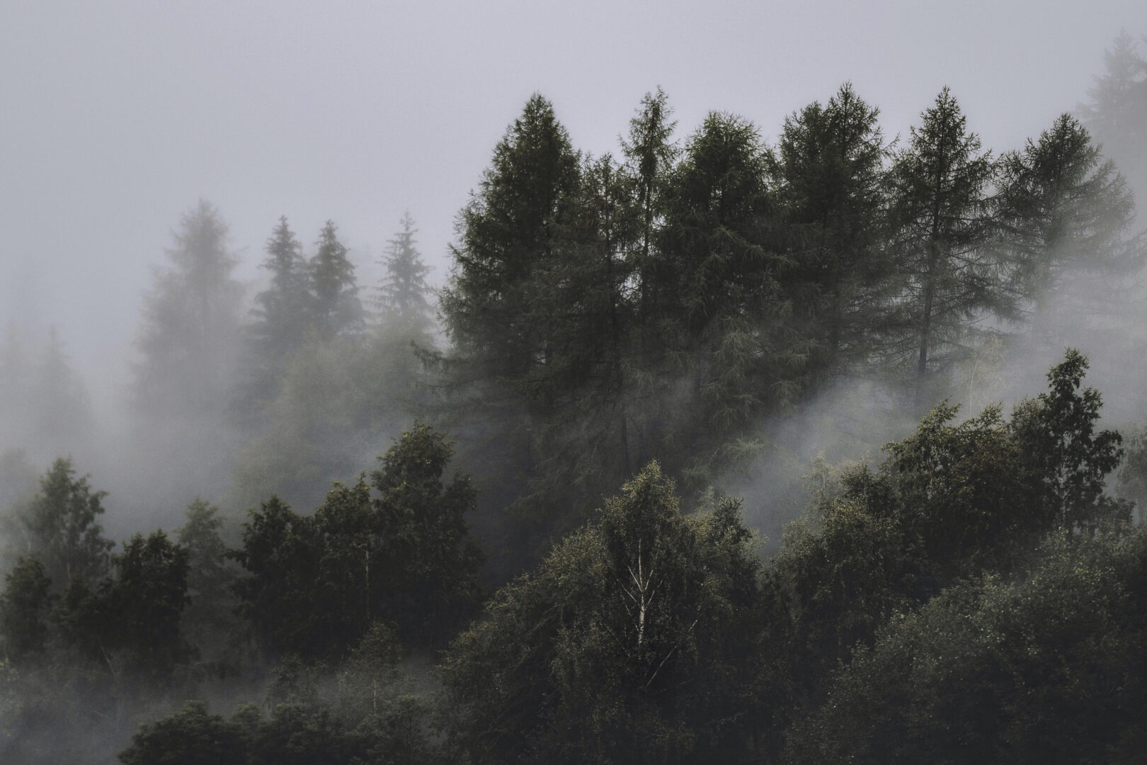 Huntivity Wald