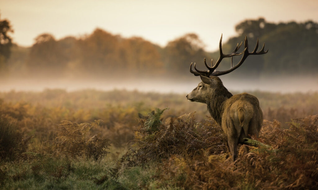 Stag Veluwejacht 1024x612